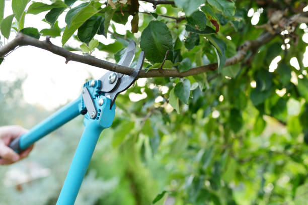 Best Best Tree Removal Services  in USA